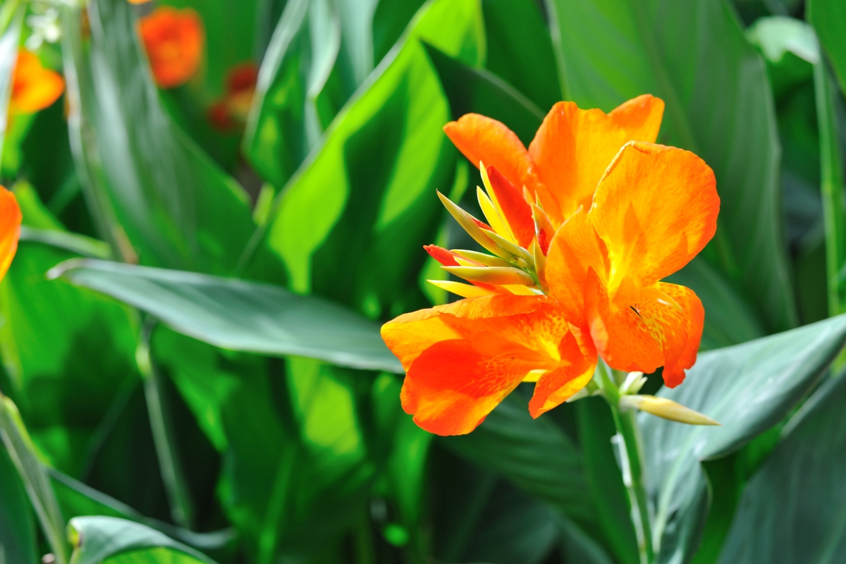 Orange canna lily flower blooming in the sun. 