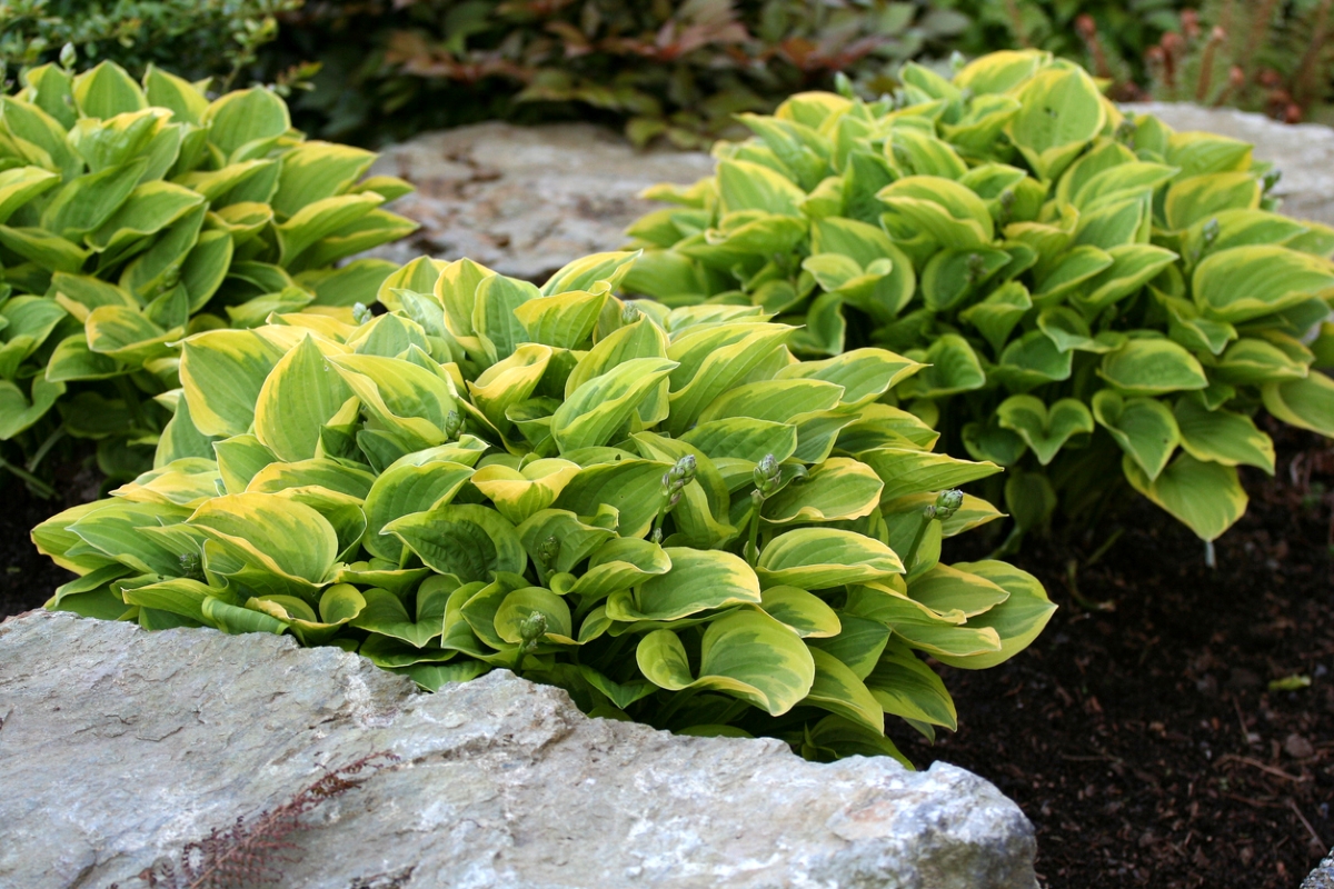 Three large green hosta plants in dark brown mulch surrounded by landscaping stones.