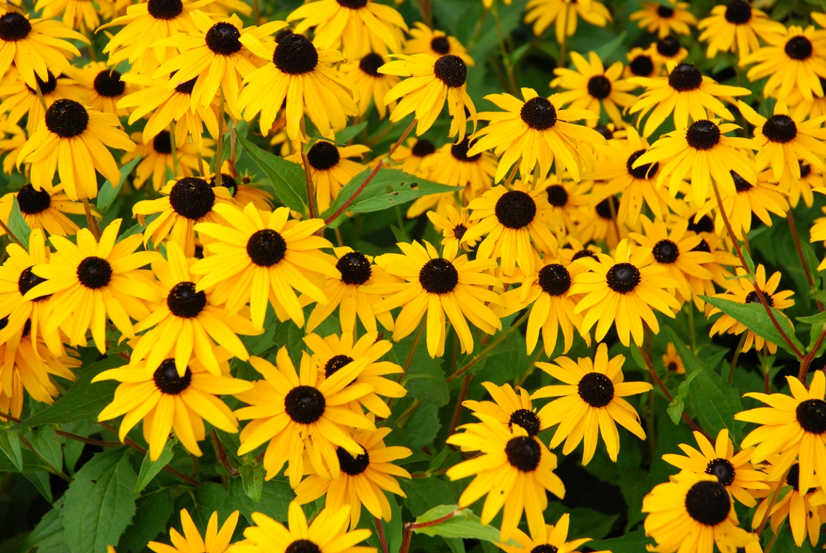 Cluster of yellow Black-Eyed Susan flowers.