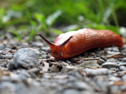 18 Clever Uses for Coffee Grounds at Home and in the Garden - Bob Vila