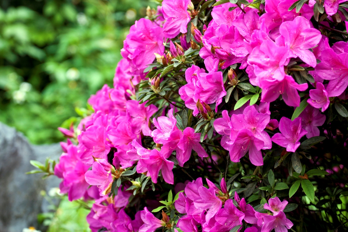 Pink Azalea flowers