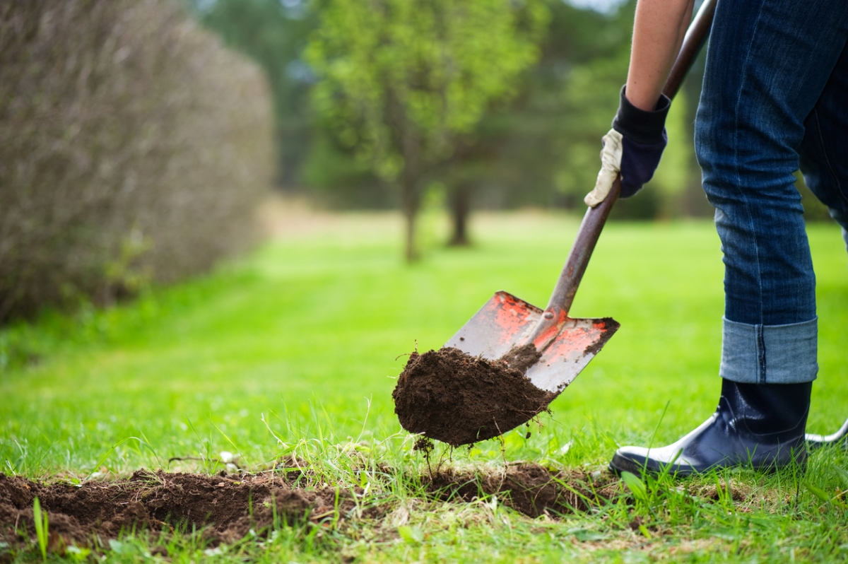 Man uses a shovel to fill a hole in a lawn with dirt.