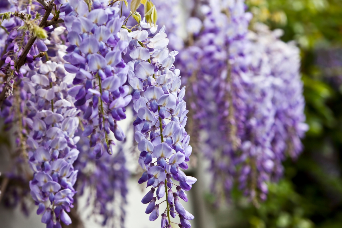 Purple Wisteria flowers