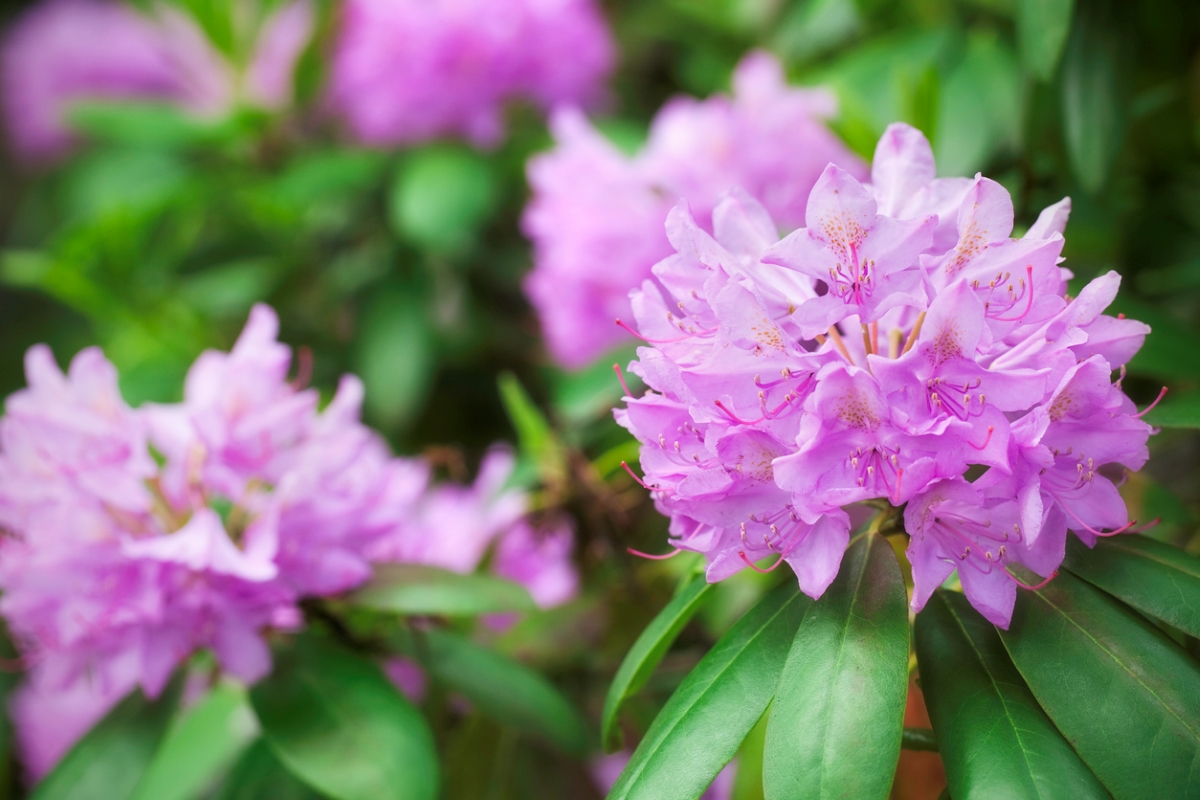 Pink rhododendron flowers