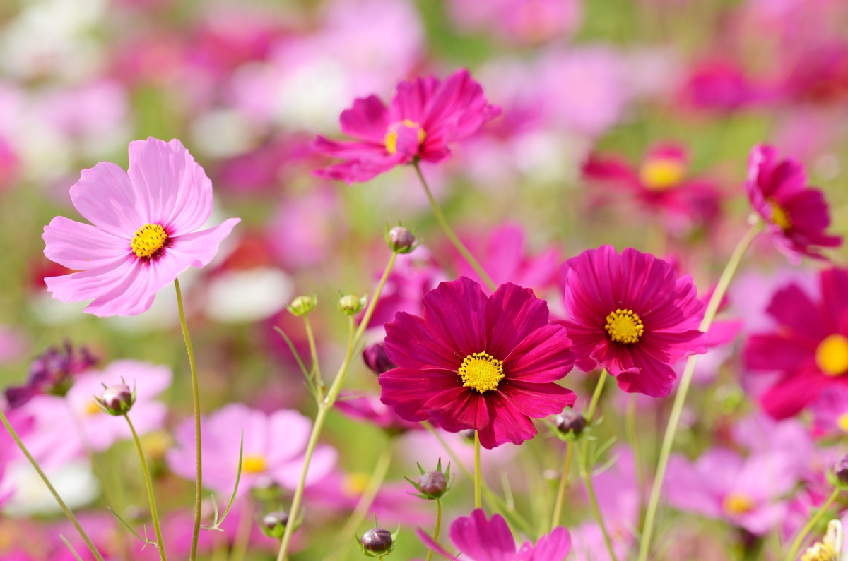 Pink and light pink cosmos flowers with yellow centers.