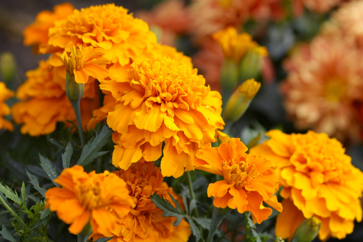 Several bright orange marigolds growing in a cluster.