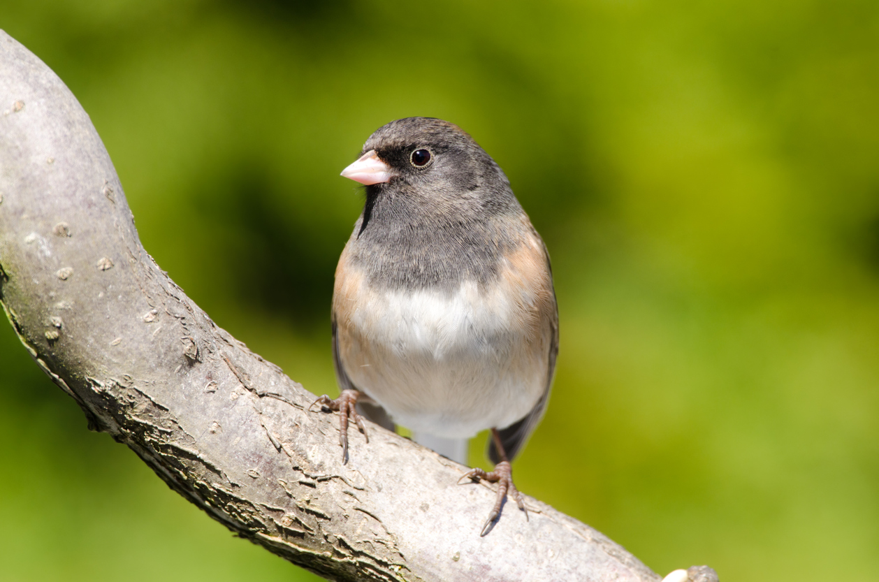 dark eyed junco in tree