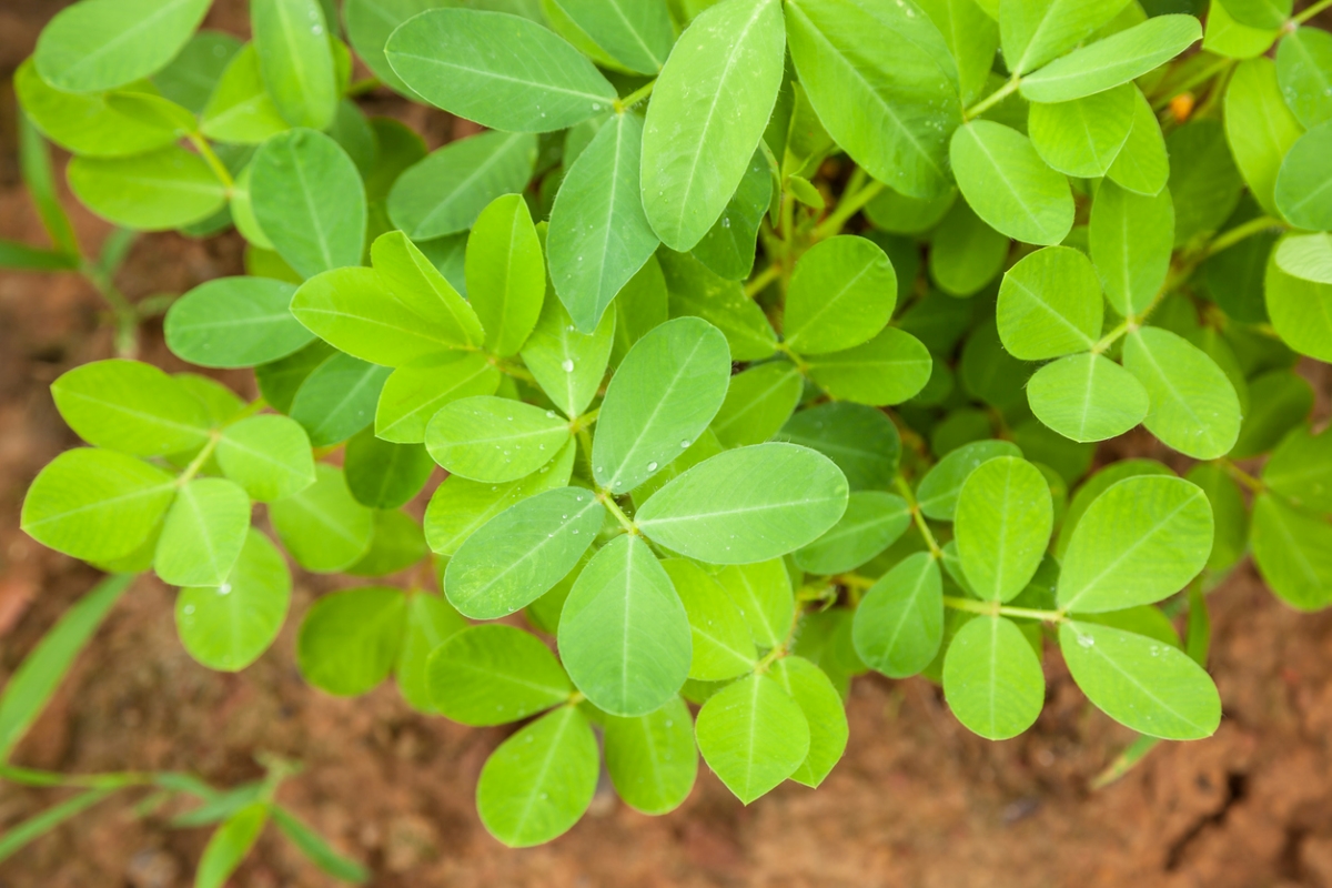 Peanut leaves