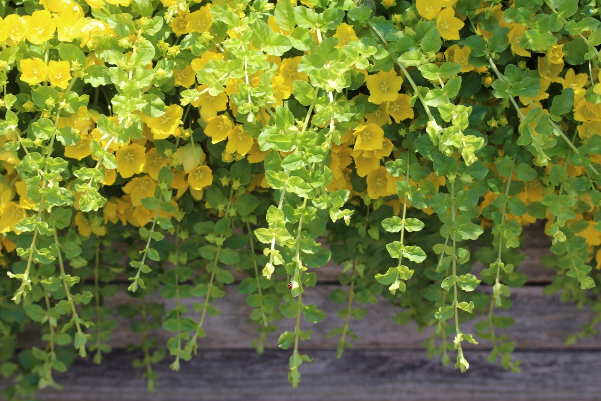 Gold and green creeping Jenny vine plants along an outdoor wooden wall. 