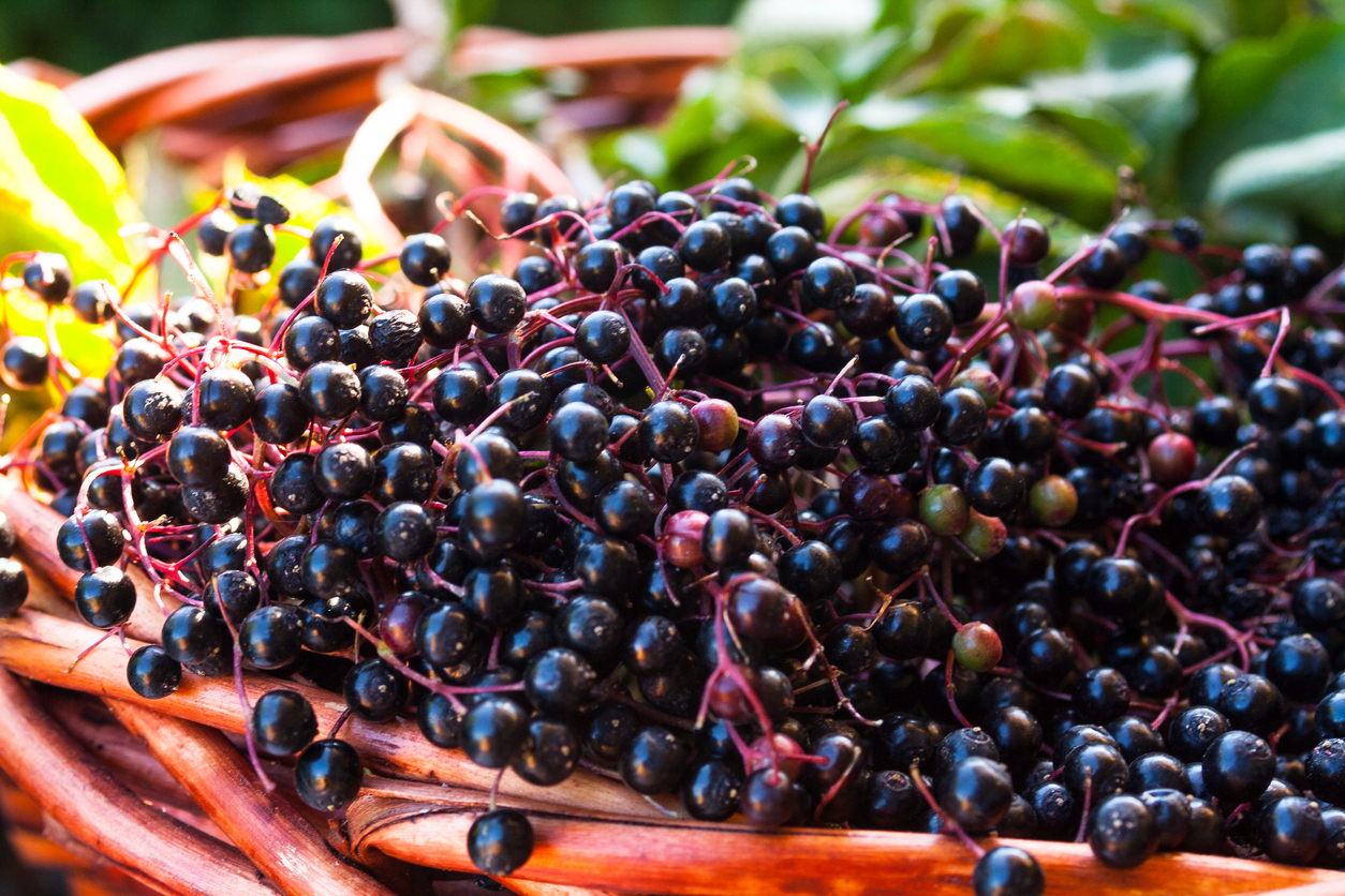 close view of cluster of harvested elderberries in wicker basket