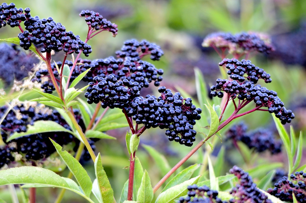 Elderberry plant with berries