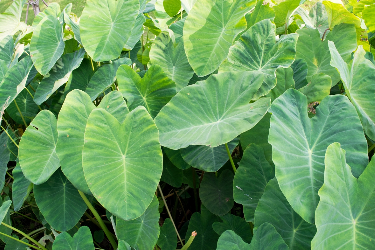 Elephant ears plants.