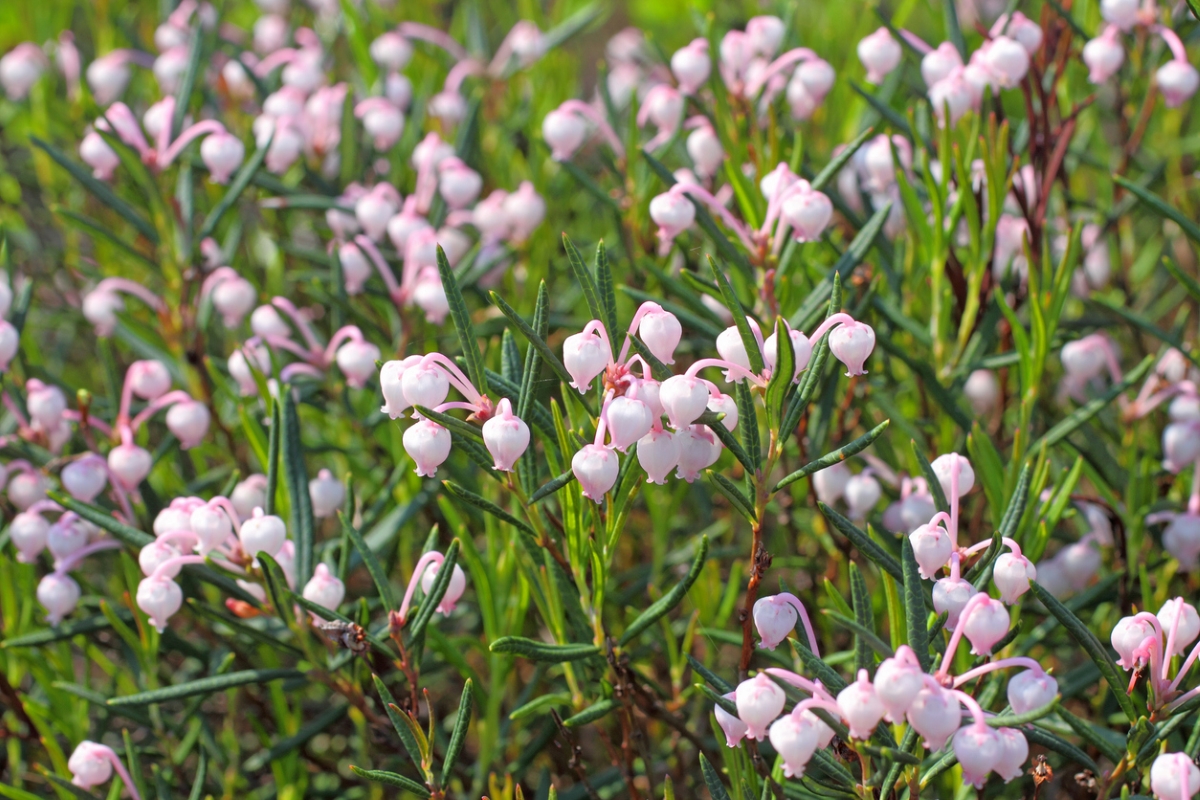 Light pink bog rosemary flowers in bell shapes.