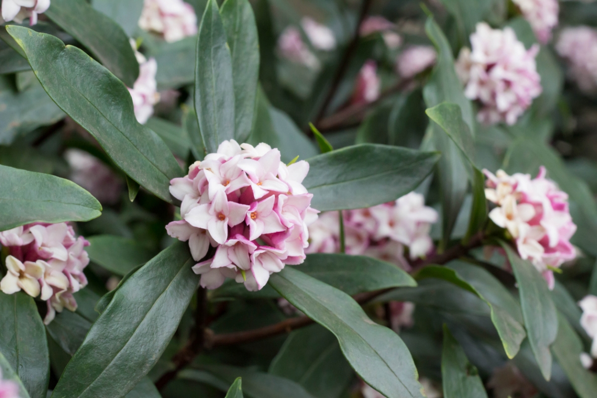 Cluster of pink flowers on plant