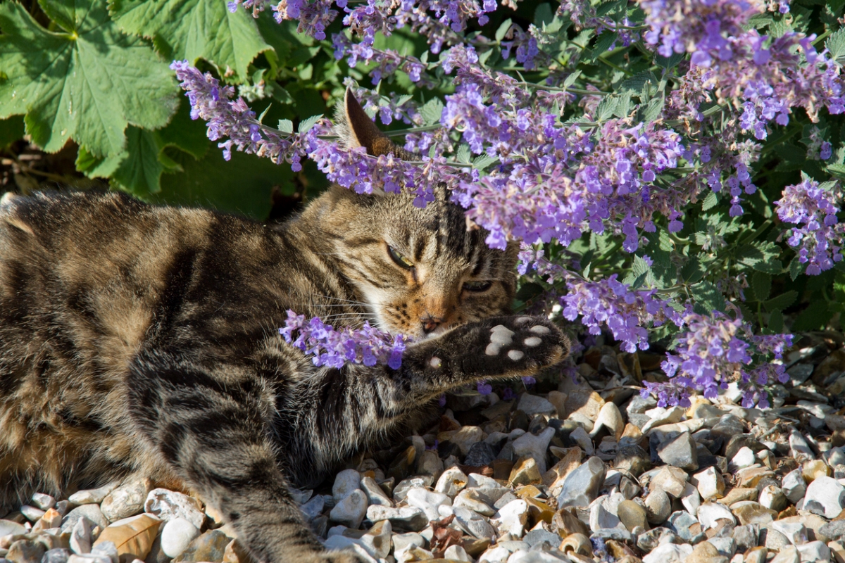 Brown tabby cat enjoying purple catmint blooms.