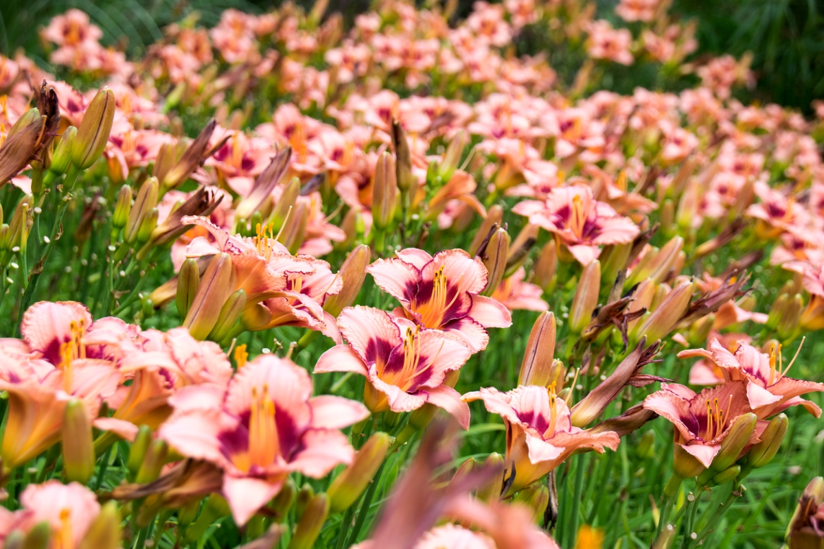 Blush color daylillies