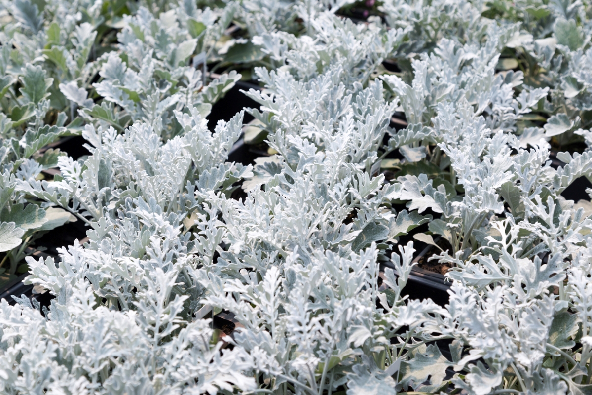 White dusty miller plants