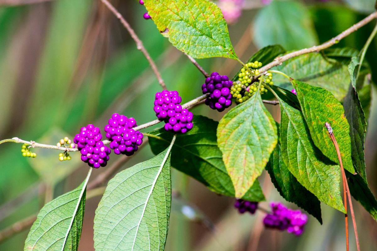 Row of purple American beautyberry on a thin branch with green leaves.