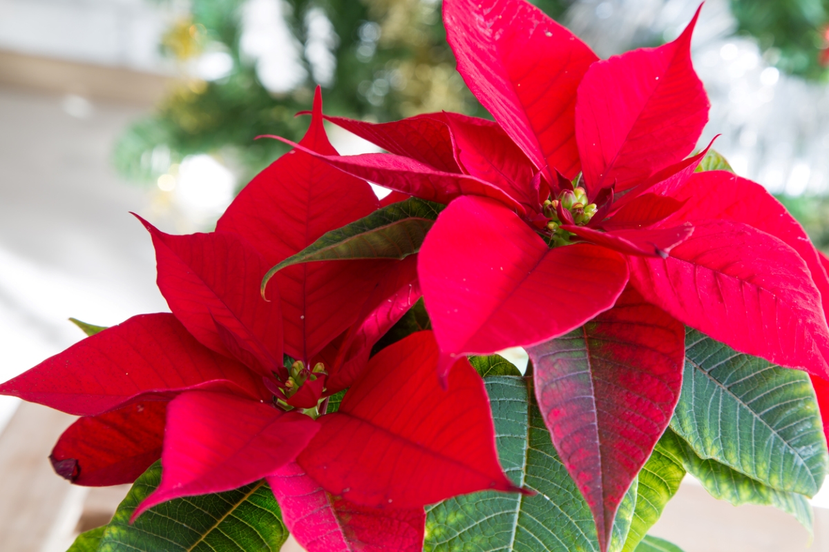 Red Poinsettia flower