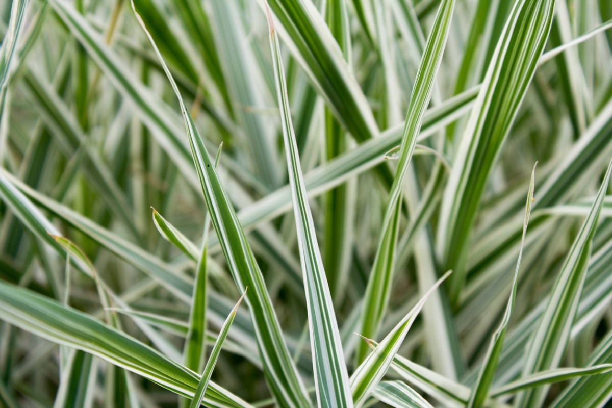 Green and white ribbon grass growing abundantly.