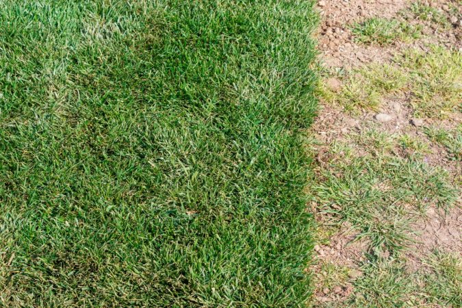 Healthy green grass next to yellow balding grass