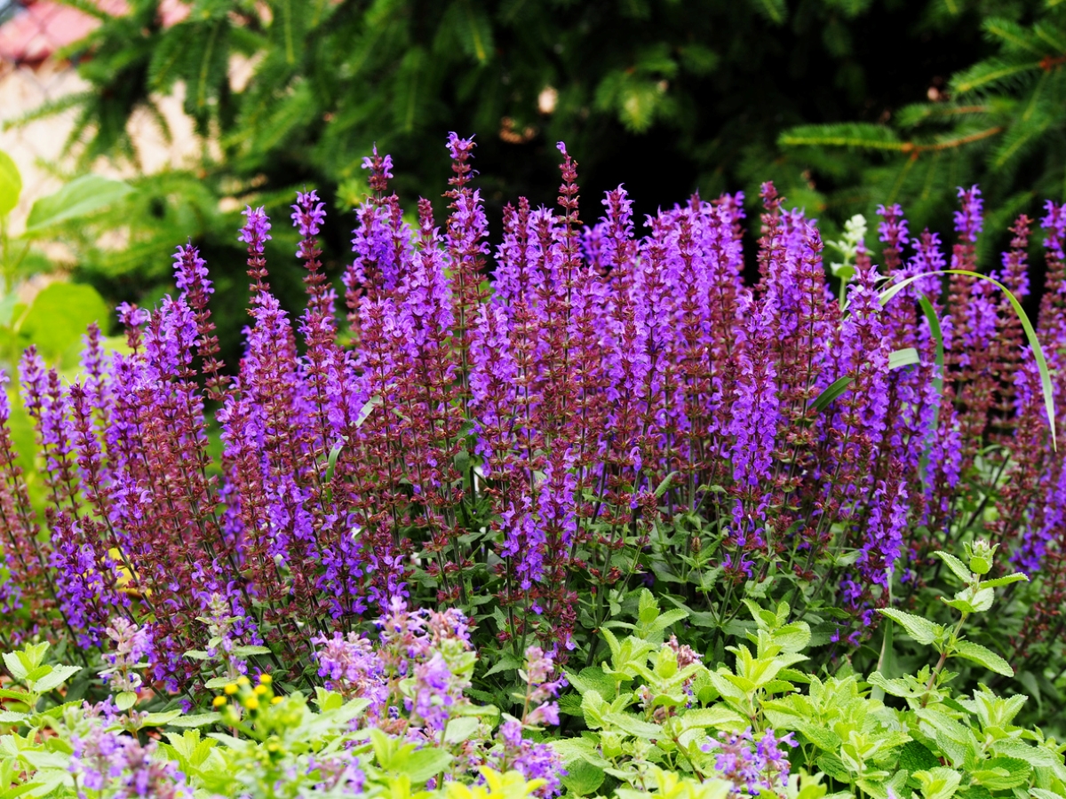 Purple woodland sage flowers on a sunny day in a green field.