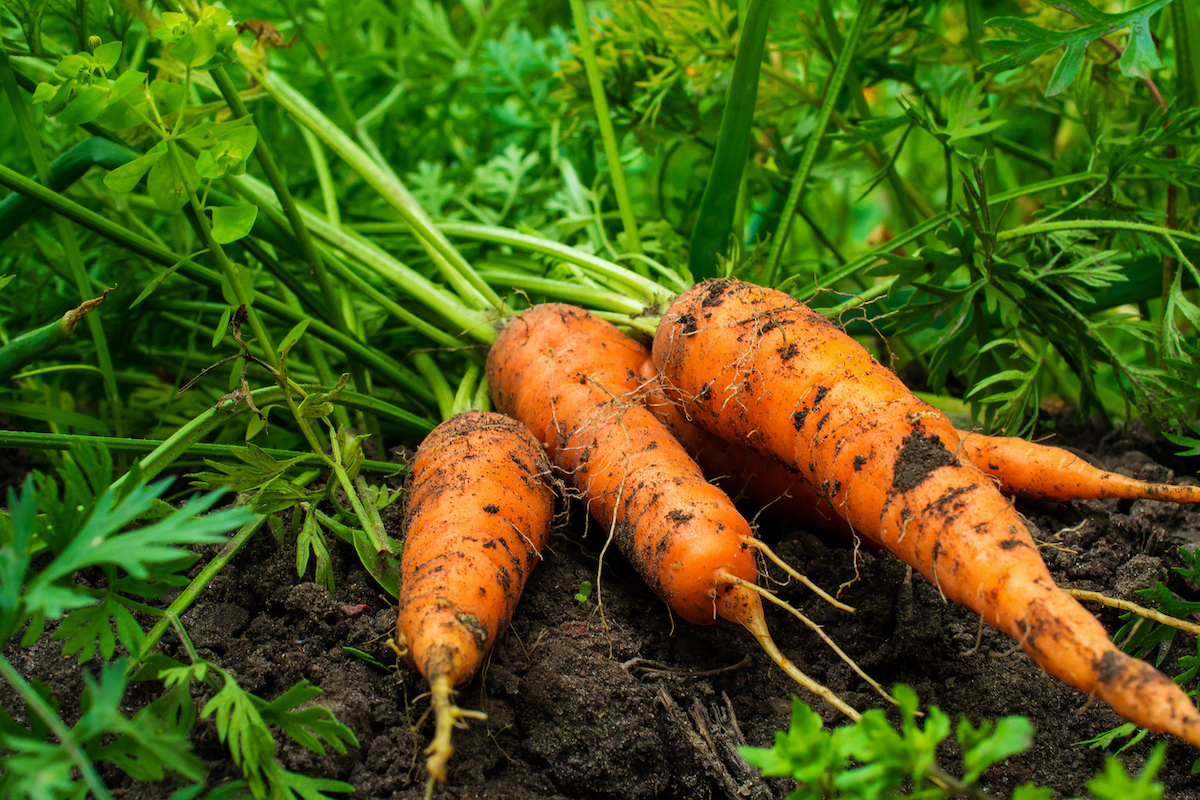 carrots harvested in home garden in september