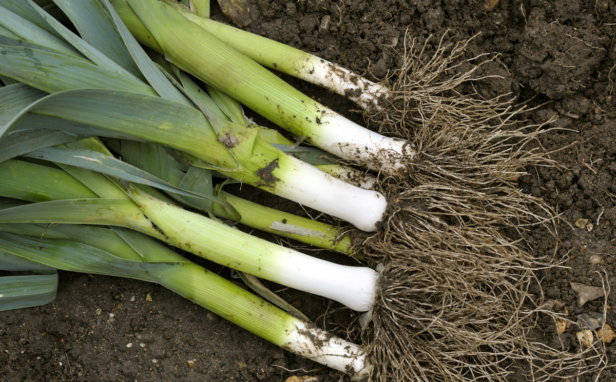 leeks harvested from a home garden