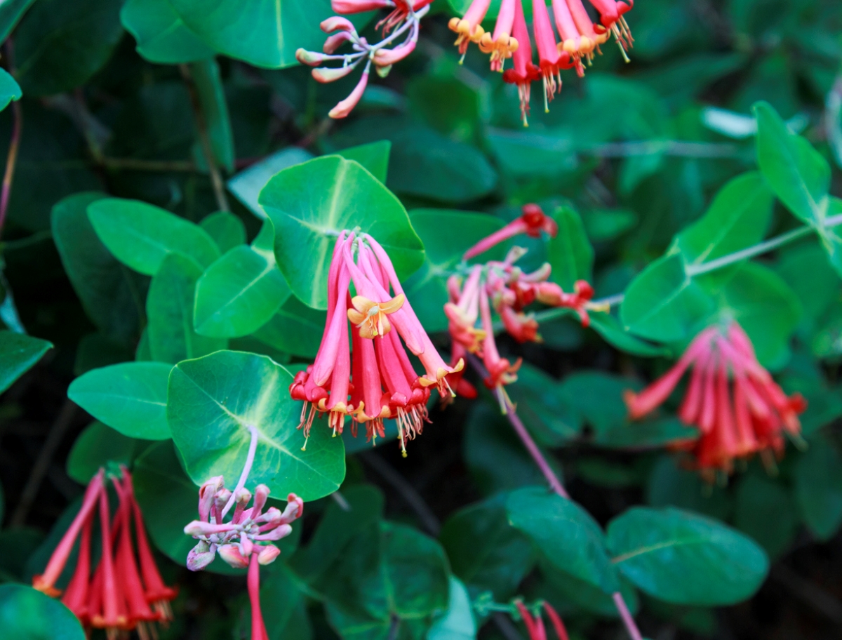 Orange and bright pink Coral honeysuckle flowers blooming.