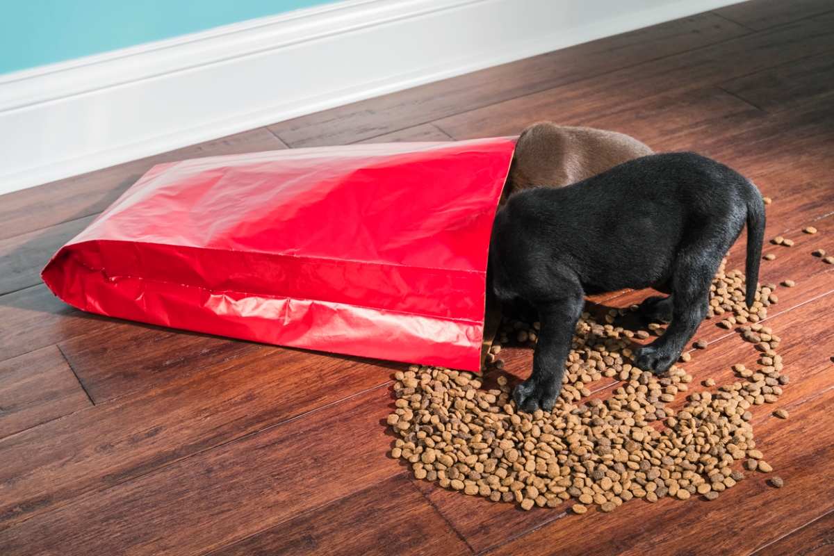 Two puppies in dog food bag