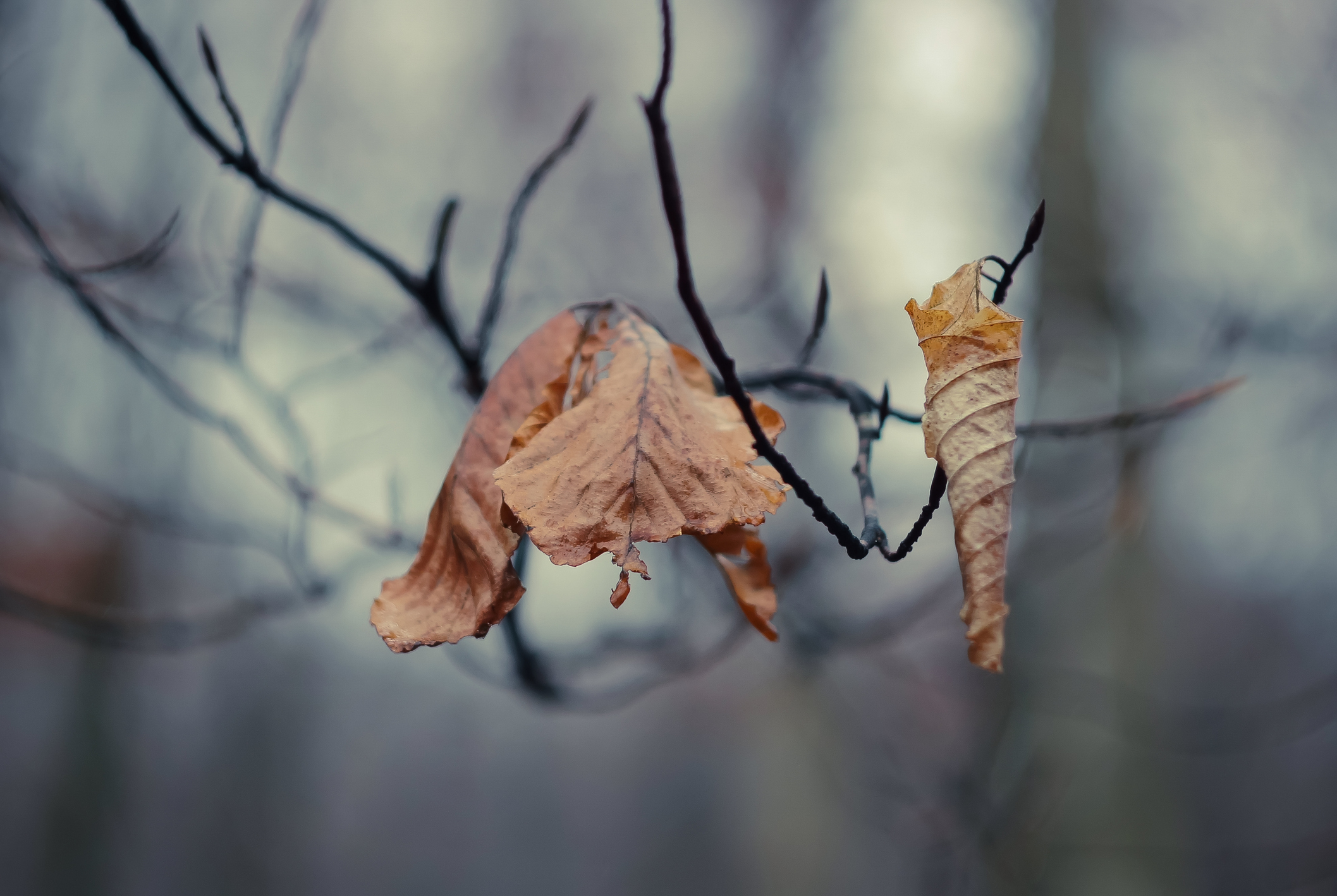 close view of brown leaves stuck on branch in winter