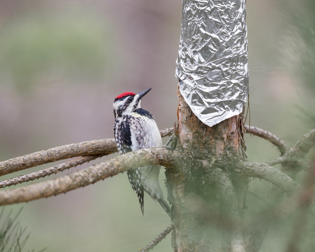 Bird looking at foil wrapped tree trunk