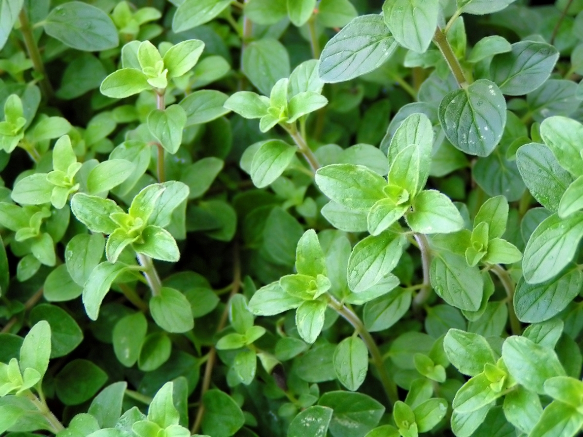 Green oregano plants