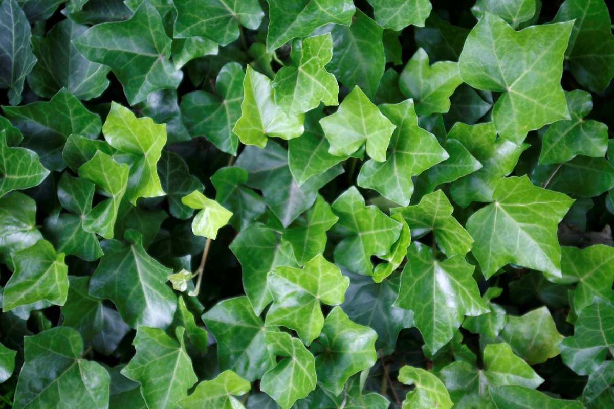 English Ivy