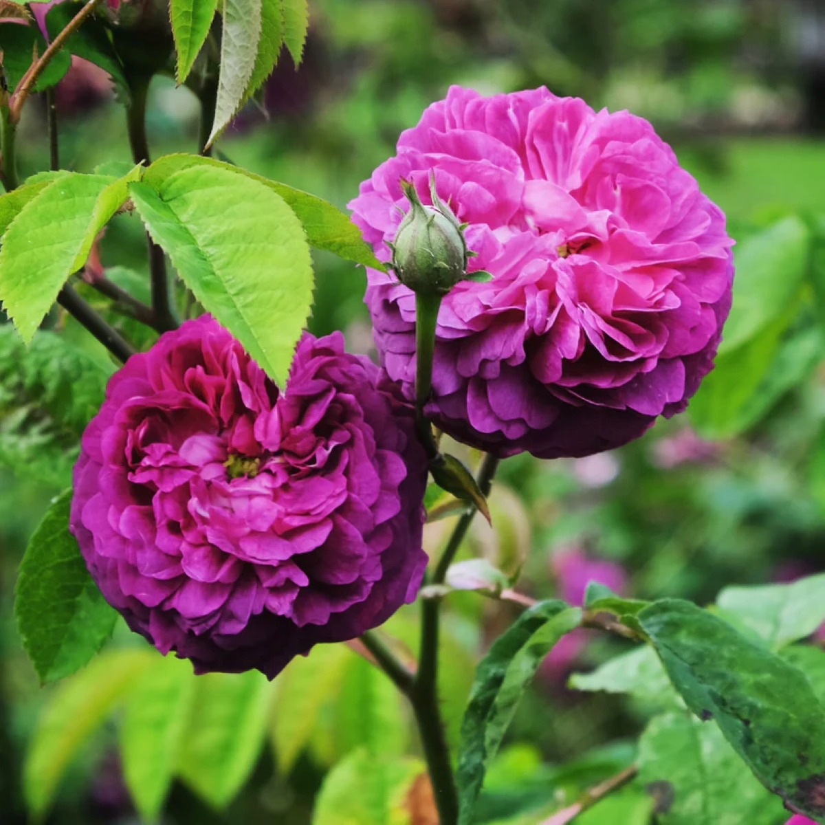 Purple roses