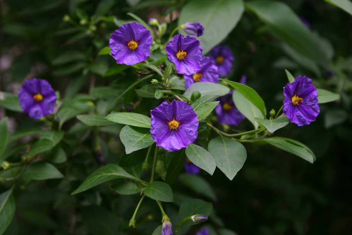 Purple flowers with green leaves