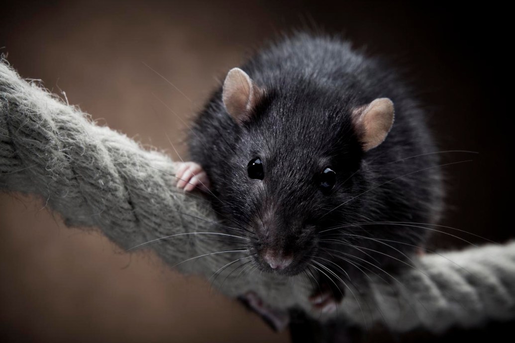 This U.S. City Tops Orkin's List of the 'Rattiest Cities' for the 9th