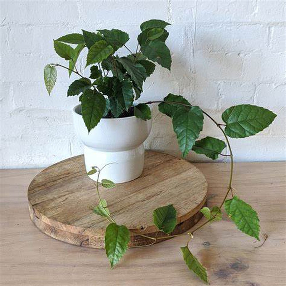 Kangaroo vine spirals around white ceramic pot that sits atop wooden platform.