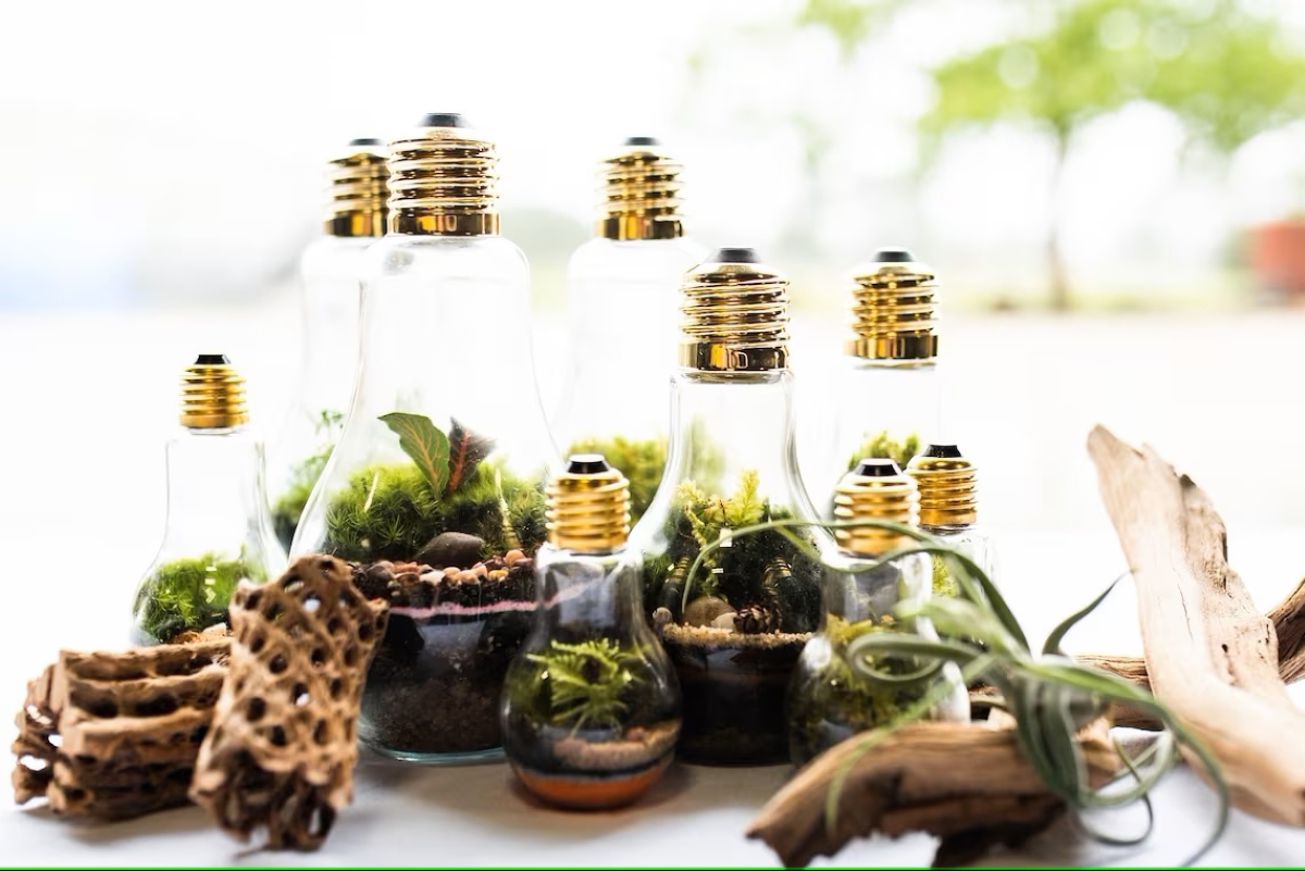 Light bulb terrarium