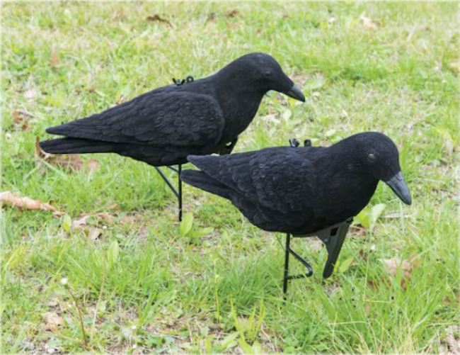 how to build a crow feeder