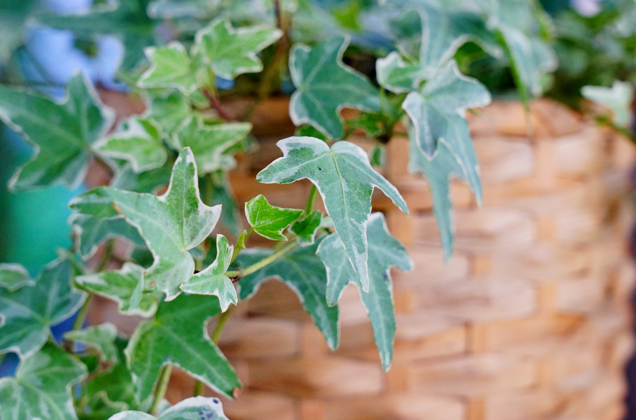 English Ivy plant dangling out of whicker planter.