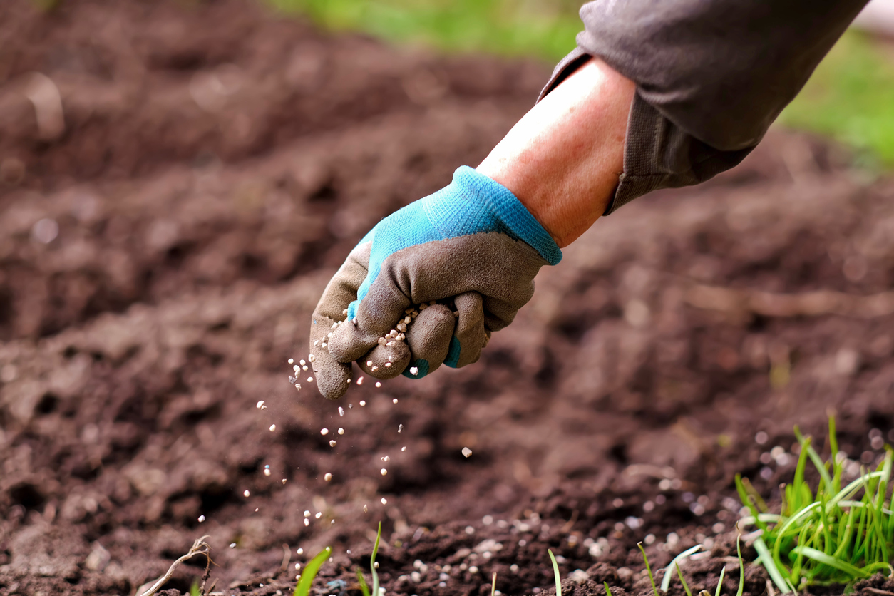 Hand with blue and beige gardening glove sprinkles grass seed on graded soil.