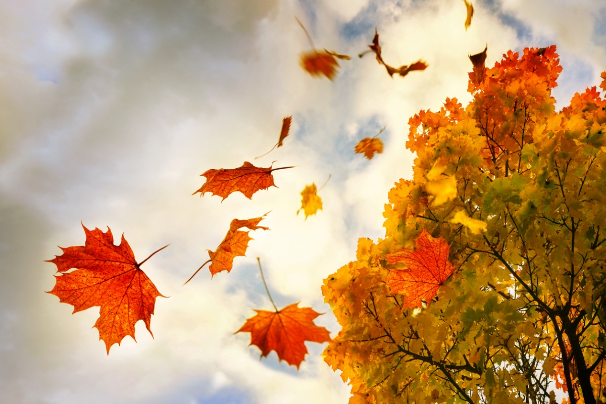 Leaves falling from tree