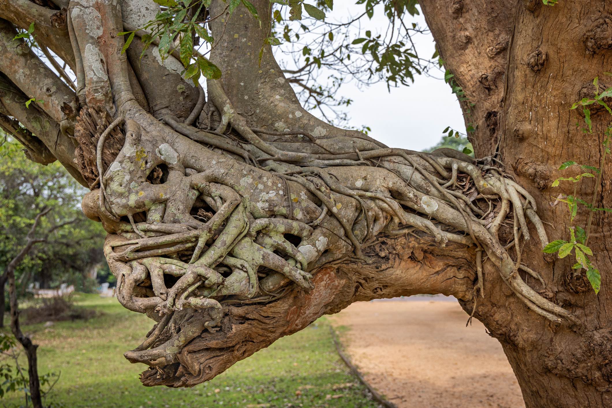 Strangler fig on a old tree in a public park in the center of Sri Lanka. The fig will slowly over the years kill its host.