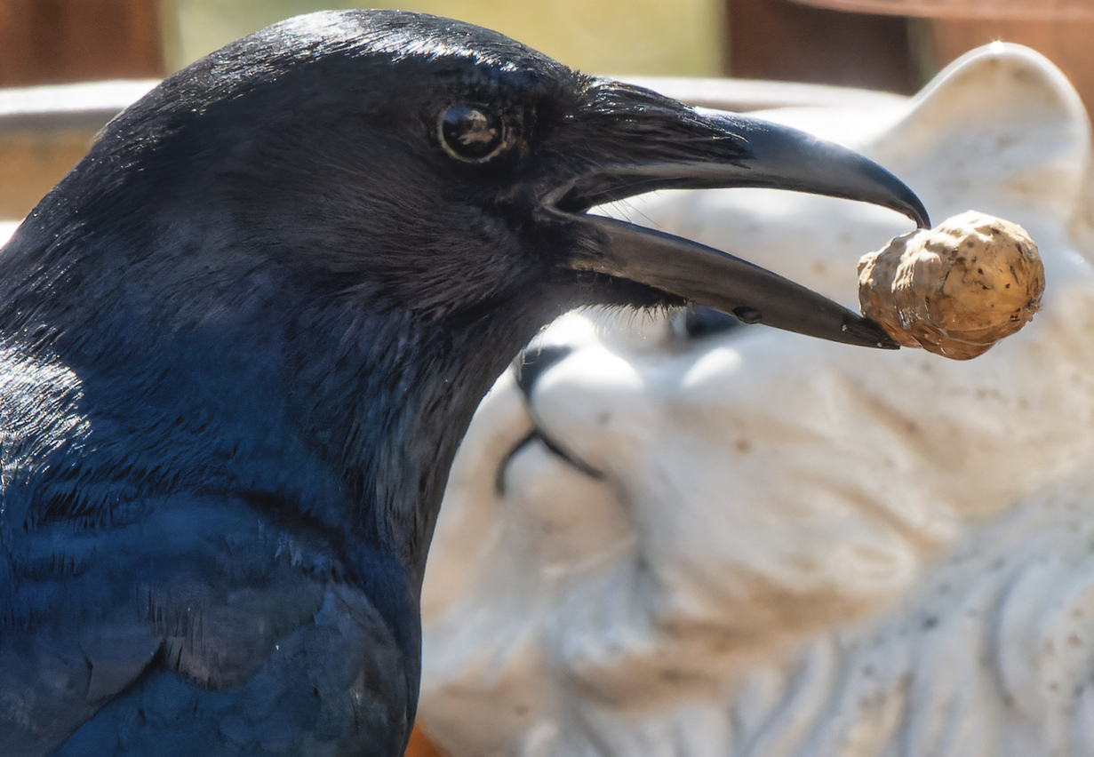 how to build a crow feeder