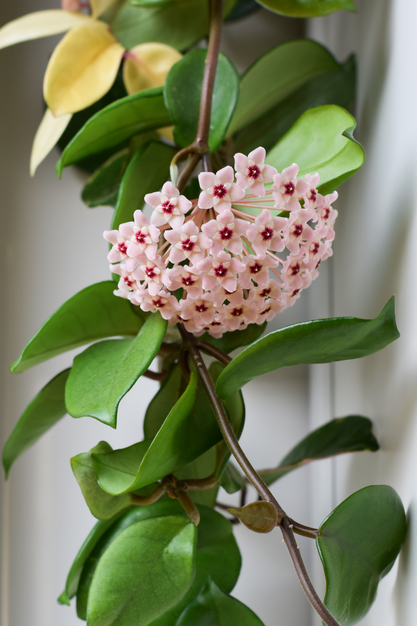 Pink and red flowers of Wax Plant grow from green vines.