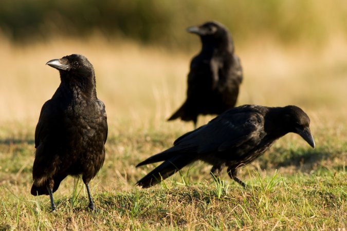 Carrion Crow (Corvus corone)