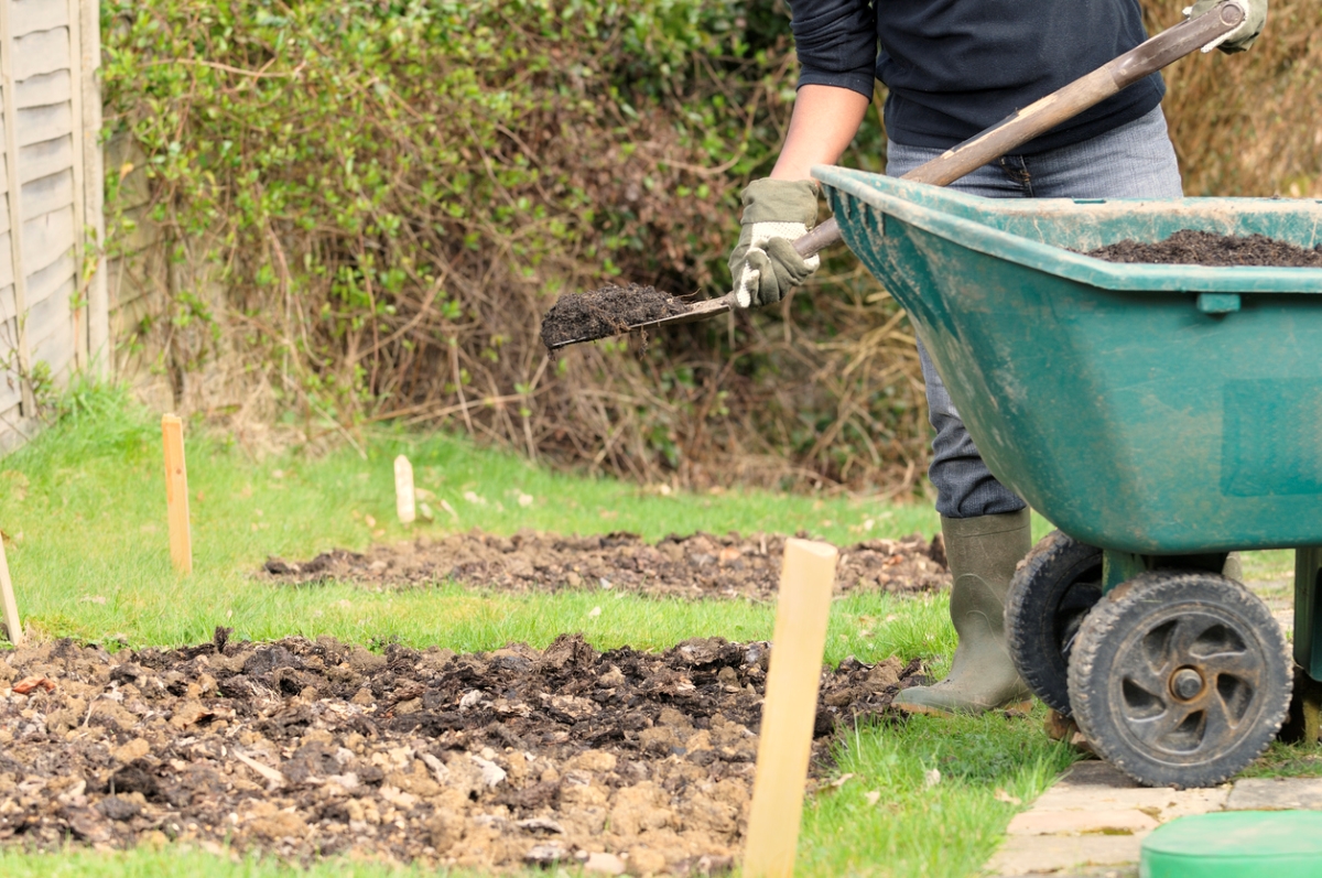 Man adding manure to garden patch