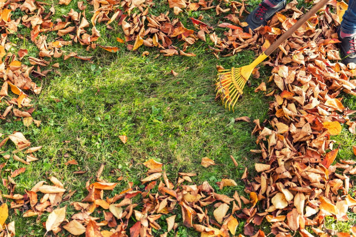 Person raking leaves