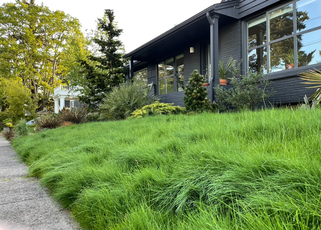 A suburban front lawn with long fescue now-mow grass